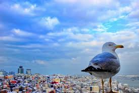 Istanbul Dan Bir Kare Yusuf Mankaoglu Istanbul