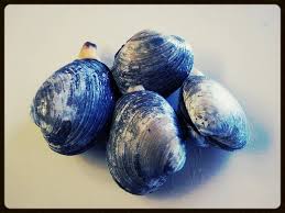 Run the clam knife along the top shell to remove the clam from the shell. Butter Clams Sea Forager