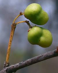 Image result for Pleurostylia