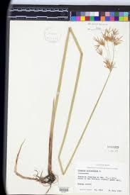 Image result for Cyperus articulatus