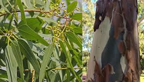 Image result for Eucalyptus citriodora