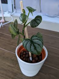 Otherwise, it has a lot in common with the classic vining heartleaf. Philodendron Brandtianum Furniture Home Living Gardening Plants Seeds On Carousell