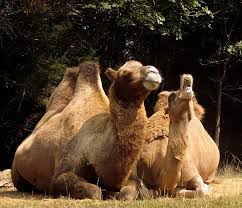 Understanding bodies of pregnant dogs and what they are going through means dog owners can take better care of their pets. Camel Facts Animal Facts Encyclopedia