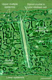 Check spelling or type a new query. Calcium Oxalate In Plants Trends In Plant Science