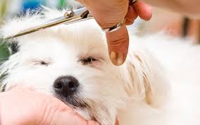Er zijn een paar situaties waarbij het verwijderen van de snorharen van een hond onvermijdelijk kan zijn, zoals tijdens het trimproces. Hond Zelf Trimmen Zo Doe Je Dat Tips En Benodigdheden