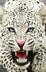 Pin By Tim Small On Animals Animals Wild Animals Wild Cats