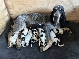 Image result for malý modrý gaskoňský honič