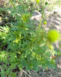 Image result for Ranunculus multifidus