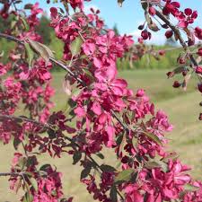 Image result for Malus × purpurea