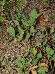 Image result for Neoholstia tenuifolia