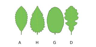 Image result for leaf margin entire