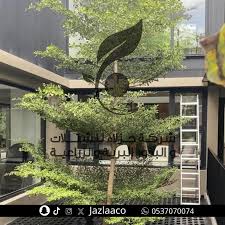 Image result for Terminalia mantaly