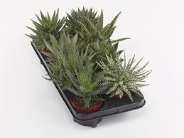 Image result for Alafia zambesiaca