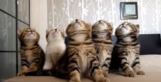 Top Funny Cat Gifs Of The Day By Aaaahhhh Laugh For Life Steemit Cute kitten keeps on giving.