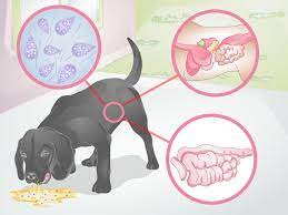 How To Diagnose Yellow Foamy Vomit In Dogs 6 Steps