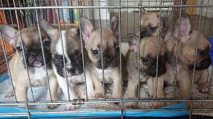 They're great dogs for apartment living, which also makes them one of the most popular breeds in all of new york city. Clacton French Bulldog Puppies Stolen By Masked Men Bbc News