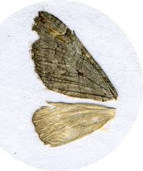 Image result for Aplocera efformata