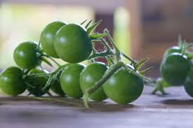 Fermented Green Tomato Pickle Recipe Cherry Tomato Recipes Green Cherry Tomatoes Recipe Green Tomato Recipes