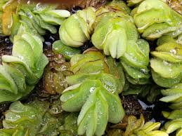 Image result for Salvinia hastata