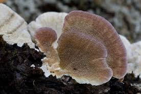 Image result for Trichaptum biforme
