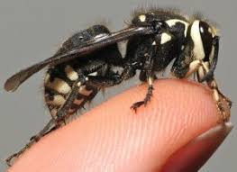 Check out our hornets nest selection for the very best in unique or custom, handmade pieces from our insects shops. 9 Seriously Horrifying Reasons To Fear The Bald Faced Hornet