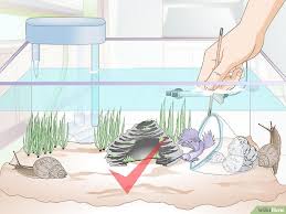Pin En Fish Betta