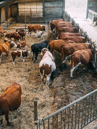 Overhead View Af Beef Cattle Walking Freely Around In Large Open Pens In An Farmyard Barn Beef Cattle Cattle Barn Cattle Ranching