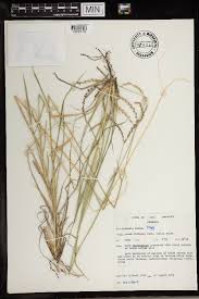 Image result for Lintonia