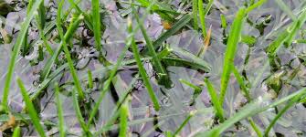 The first thing we want to focus on is what type of sprinkler is watering the lawn. Wet Spring Lawn Care Green Valley Turf Residential