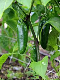 We did not find results for: Growing Hot Peppers In Garden Beds And Containers