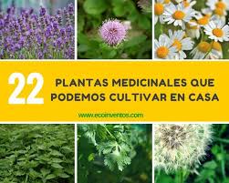 Te Mostramos Algunos Ejemplos De Planas Medicinales Que Son Realmente Faciles De Hacer Crece Plantas Medicinales Cultivo De Plantas Plantas Medicinales Hierbas