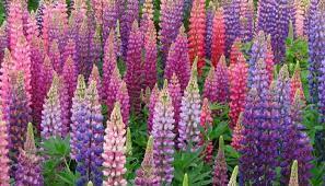 Check spelling or type a new query. Top 5 Perennials Annuals For Pollinators Gardening Lifestyle