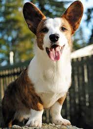 Markris corgis is situated in beautiful southern virginia just south of richmond. Cardigan Welsh Corgi Puppy Visit Noahsdogs Com For More Information On This Breed And Over 200 Others Corgi Dog Cardigan Welsh Corgi Puppies Corgi
