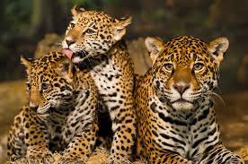 Check spelling or type a new query. Datos Sobre El Jaguar En Mexico Y En America Matador Network