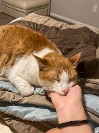 How to find a lost cat in Jacksonville, FL?