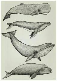 Pin By Morgan On Illustration Whale Illustration Whale Art Whale Drawing