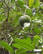 Image result for Tabernaemontana penduliflora