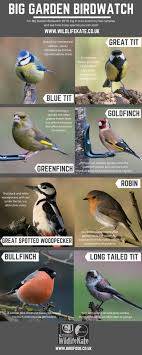 I've rounded up our top 10 and posted them here Are You Ready For The Big Garden Birdwatch This Weekend Www Wildlifekate Co Uk