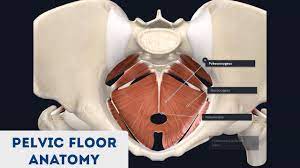 • divided into the true and false pelvis by the iliopectineal line. Pelvic Floor Anatomy 3d Anatomy Tutorial Youtube