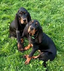 Black And Tan Coonhound For Sale In Texas Pin On Black Tan Coonhounds