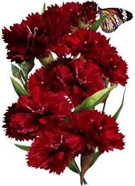 Pin On Flower Secret