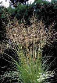 Image result for Sporobolus ioclados