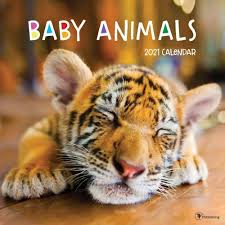 2021 Wall Calendar Baby Animals The Time Factory In 2020 Baby Animals Animals Baby Animals Funny