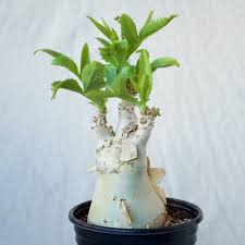 Image result for Cyphostemma schlechteri