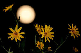 Kết quả hình ảnh cho TRĂNG THU