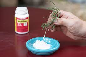 Image result for rosemary cuttings