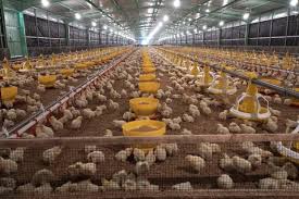 Dalam tujuh bulan terakhir, kerugian peternak rakyat dan mandiri disinyalir mencapai rp 1,4 miliar akibat harga jual ayam potong hidup (live birds) yang terus anjlok akibat. Pengusaha Tak Khawatir Dengan Ekspansi Grup Salim Ke Bisnis Unggas Bisnis Katadata Co Id