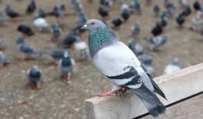 We did not find results for: ØªÙØ³ÙŠØ± Ø±Ø¤ÙŠØ© Ø§Ù„Ù…ÙŠØª ÙŠÙ…Ø³Ùƒ ÙŠØ¯ Ø§Ù„Ø­ÙŠ ÙˆØ±Ø¤ÙŠØ© Ø§Ù„Ù…ÙŠØª Ø­ÙŠ Ù„Ø§Ø¨Ù† Ø³ÙŠØ±ÙŠÙ† Ù…ÙˆÙ‚Ø¹ Ù…ØµØ±ÙŠ