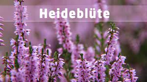 Doch wann genau die calluna vulgaris bzw. Heidebluten Barometer Wann Bluht Die Heide 2021