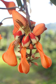 Image result for Erythrina fusca